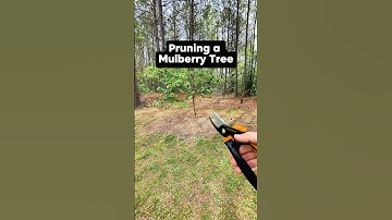 Pruning a Mulberry Tree #shorts #fruittrees #growyourownfood #orchard #pruning #mulberry #trees