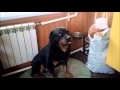Ротвейлер Пуська спасает хозяина от смерти.  dog saves owner from a severe hangover