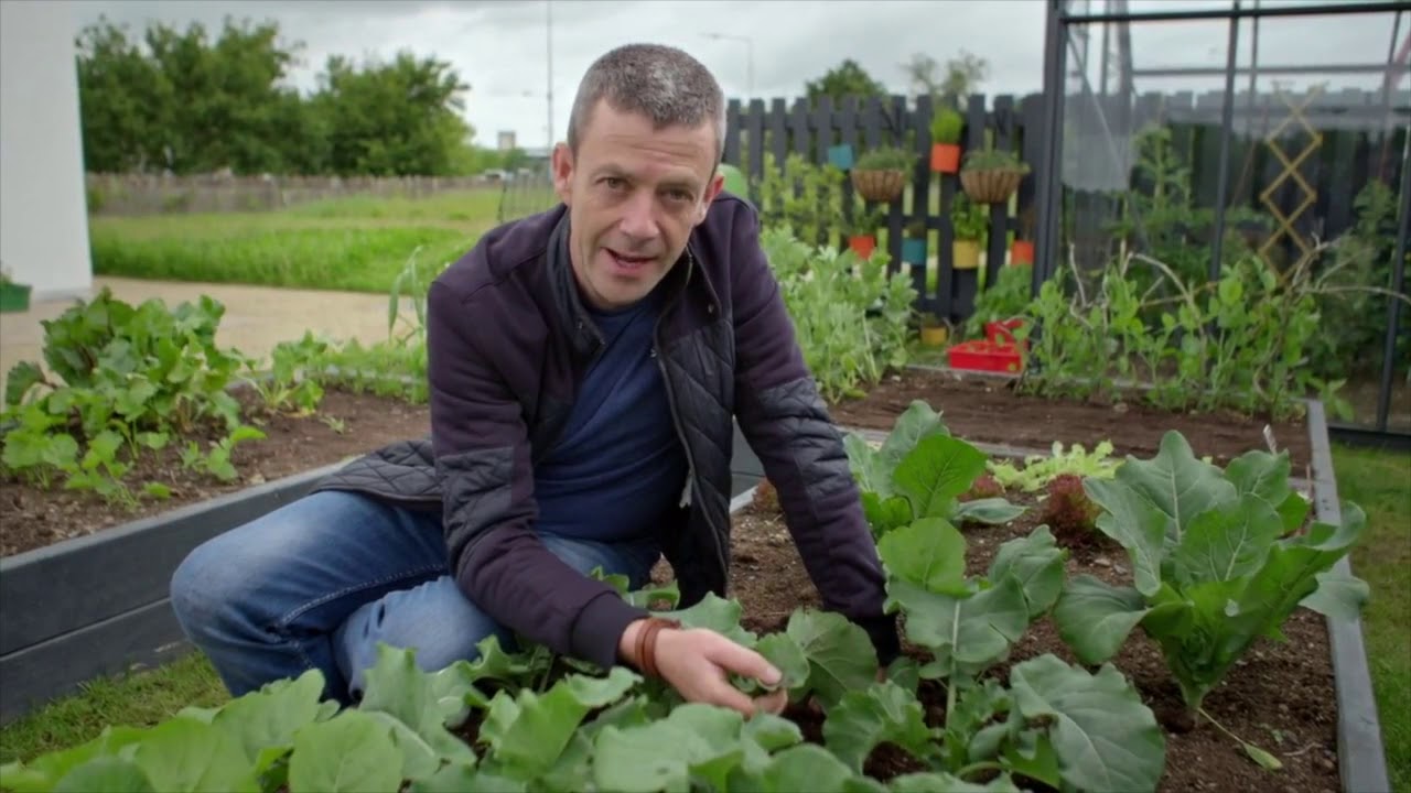 Managing Pests - Cabbage White Butterfly - YouTube