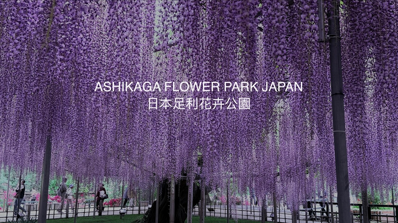 Wisteria in Japan with color of purple/white/pink/yellow - YouTube
