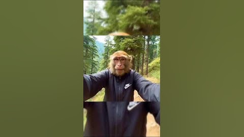 My first vlog 🥰 #monkeyvlog  #shorts #monkey