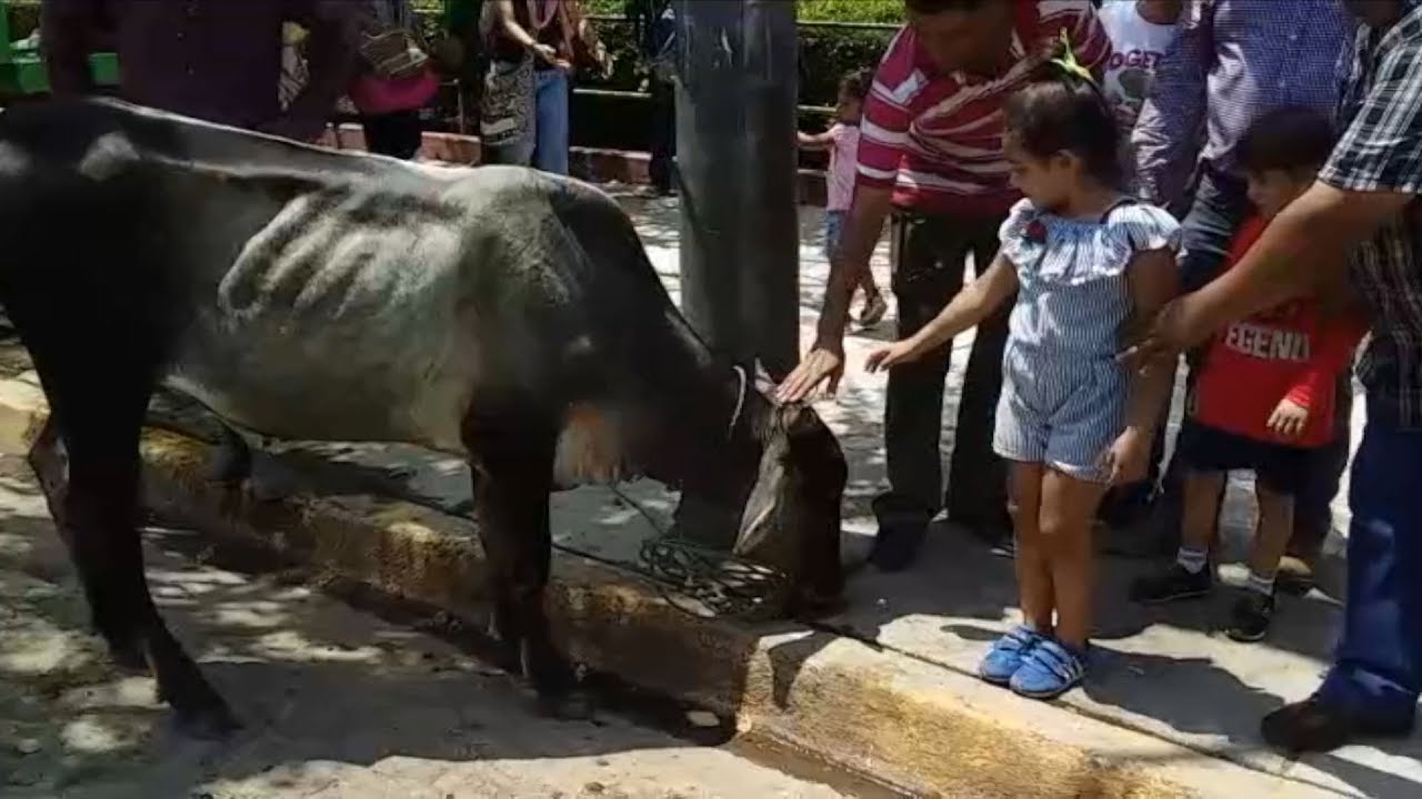 canal 13 fugitiva Juigalpa vive un día de algarabía con la tradicional rifa de ternero