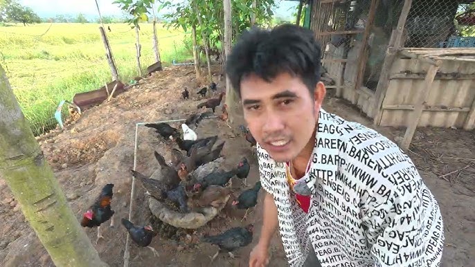 U ikki xo‘roz tomonidan sikilib, qichqiradi. U ikki xo‘roz tomonidan sikilib, qichqiradi.