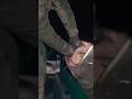 Pesco di notte un Pesce Siluro gigante da 120 kg sul fiume Po