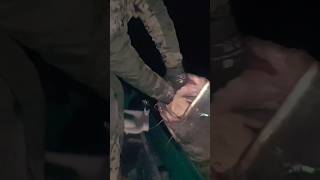 Pesco di notte un Pesce Siluro gigante da 120 kg sul fiume Po