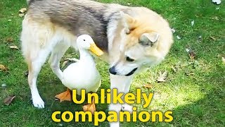 Duck & Dog Are Best Friends - Beautiful Relationship Between An Unlikely Couple