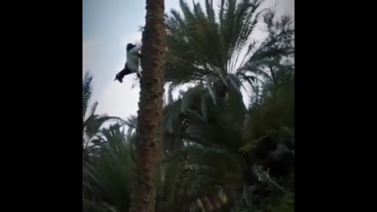 Goat climbing tree | amazing goat video