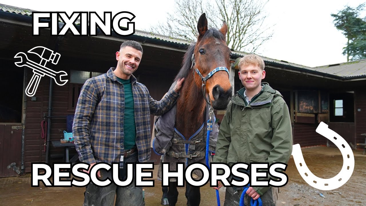 Saving abandoned horses | Animal Sanctuary Visit