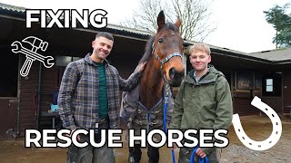 Saving abandoned horses | Animal Sanctuary Visit