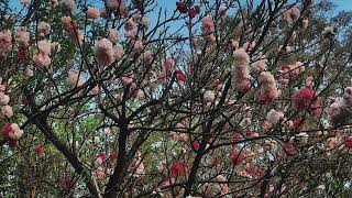 Kayfalls Malikotb  Mr Element poet  Finding Desolation