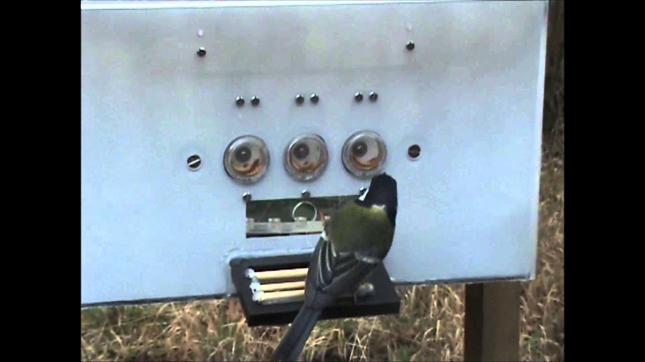Free-ranging great tit registering two unsuccessful trials.