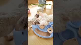 Got a curious kitty (or even a playful pup!) with endless energy and a brain that needs tiring?
