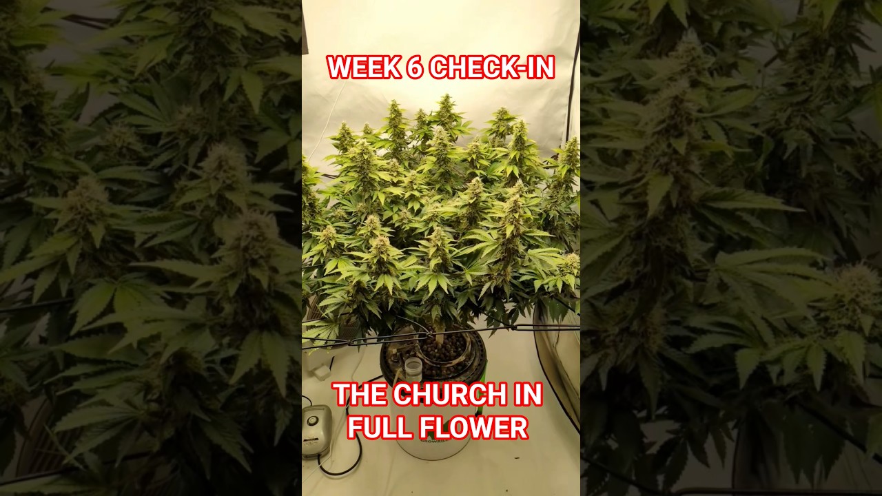 She's Stacking up  - Week 6 Flower Update