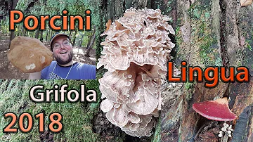 Quali funghi si trovano a novembre?
