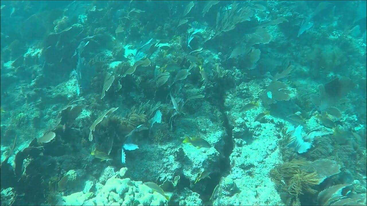 Snorkeling at Molasses Reef YouTube