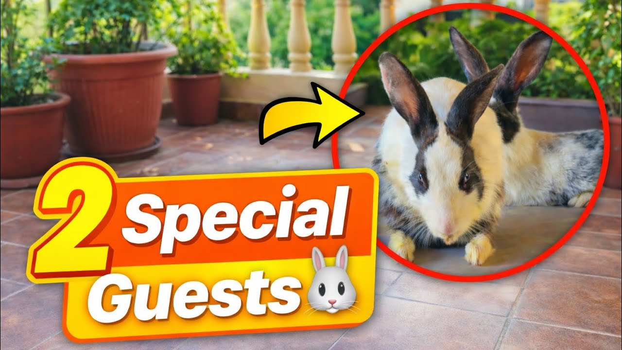 Balcony Mein Aaye 2 Cute Rabbits 🐰 | 2 Special Guests | Daily Vlog India……cute rabbits, bunny rabbit