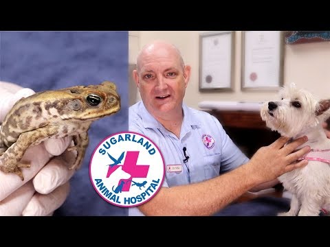 CANE TOAD POISONING: