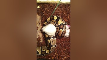 Ball Python eating rat part 1-2