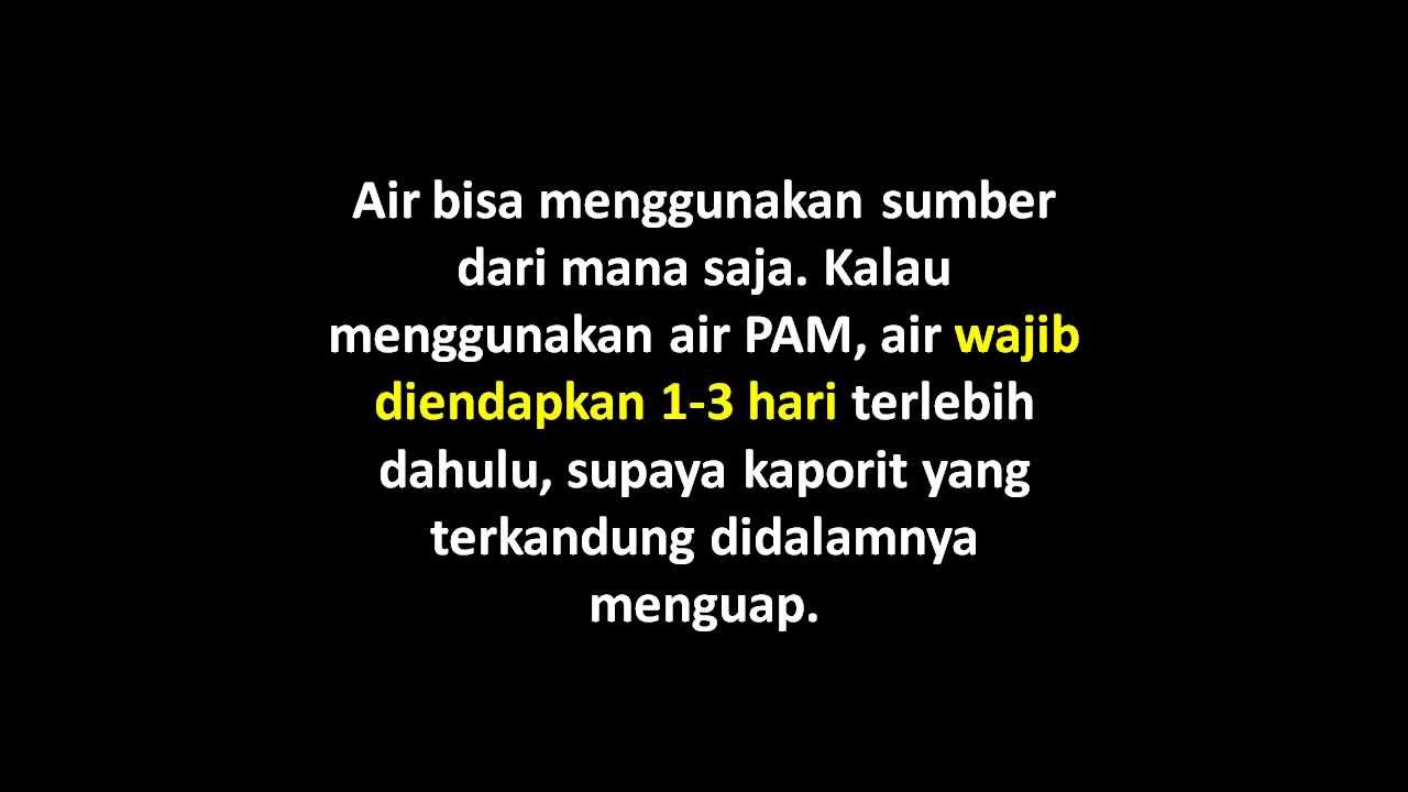 Budidaya Ikan Lele Dumbo Dalam Kolam Terpal 2 