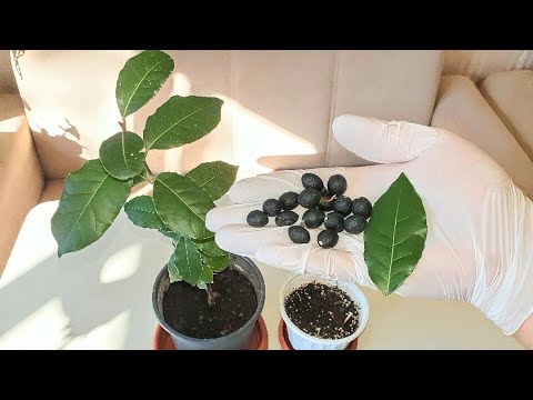 How to grow bay leaf seeds