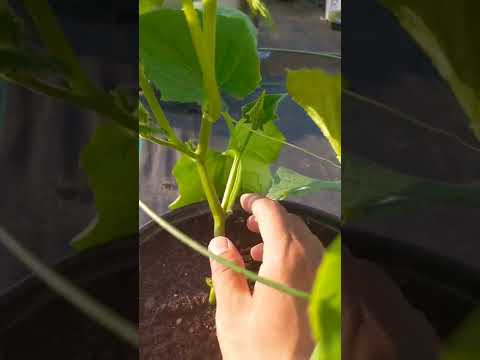 Video: Pincing or pinching cucumbers is an important agricultural technique