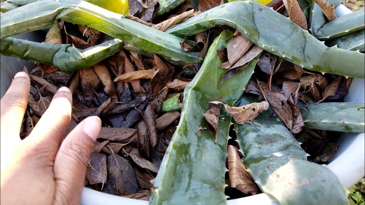 The best way to save aloe vera plants left outside in winter
