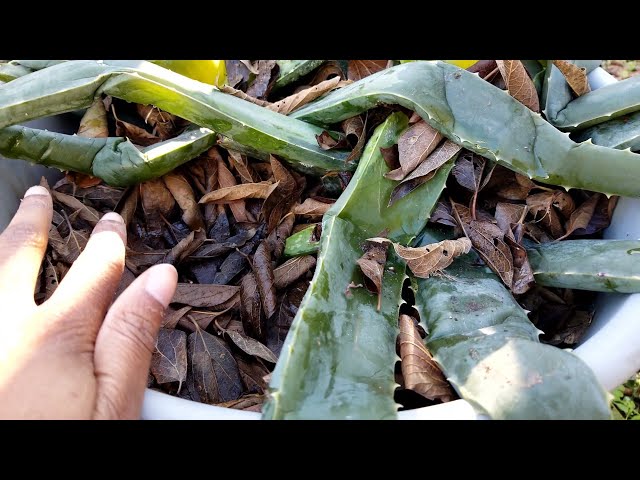 thai monstera plant Monstera deliciosa 'Thai Constellation' 6cm