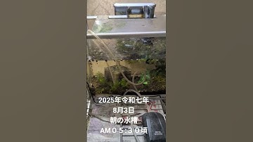 Thumbnail of 2025年令和七年8月3日AM０５:３０頃朝の水槽 #song #1日 #watch #セレクトショップ #夏の風物詩 #水槽のある暮らし #ネット水族館 #アクアリウム水槽