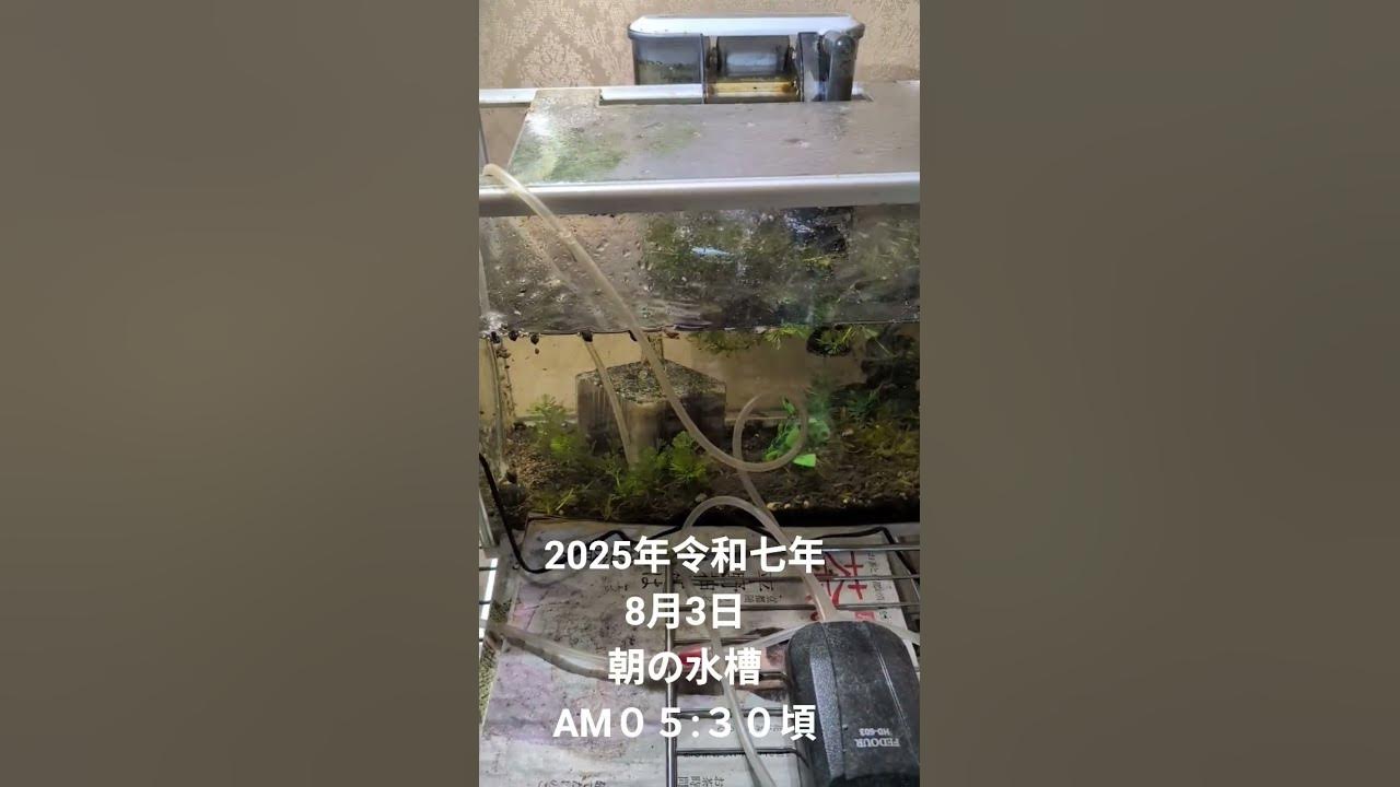 2025年令和七年8月3日AM０５:３０頃朝の水槽 #song #1日 #watch #セレクトショップ #夏の風物詩 #水槽のある暮らし #ネット水族館 #アクアリウム水槽