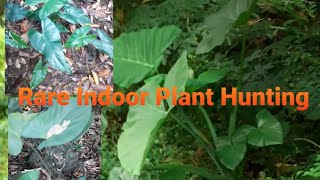 Rare Indoor Plants Hunting Part 2 Wild alocasia And more