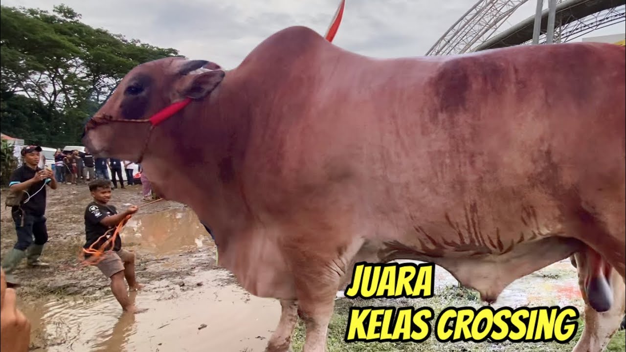FULL KELAS CROSSING KONTES JEMBER‼️Sapi Terbesar Juara🔥