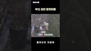 더프커피 영상