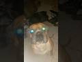 “💕I love you all very much.🐕🥰 #funnydog #pitbull #pets