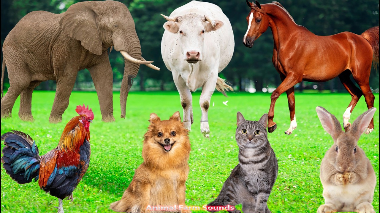 Farm Animal Videos: Elephant, Horse, Duck, Chicken, Dog, Cat, Sheep – Animal Sounds