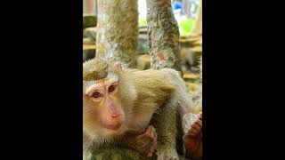 #Cutes Babies Monkey, And Daisy's baby# 219