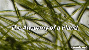 The Anatomy of a Plant!