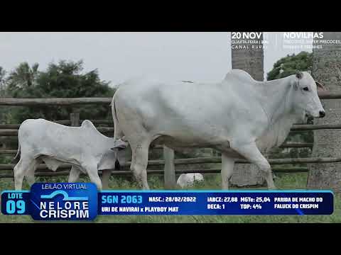 LOTE 09   SGN 2063