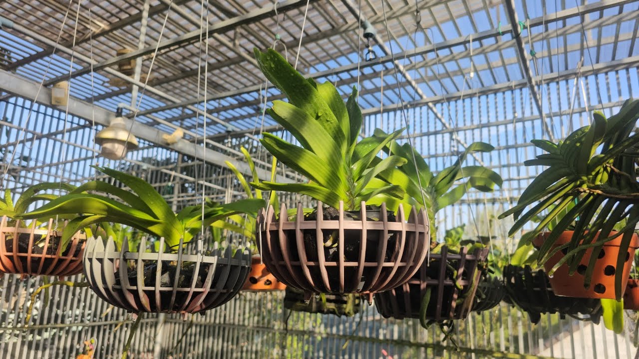 Chăm lan mùa tết để tránh vàng lá.Take care of orchids during the New Year to avoid yellowing leaves