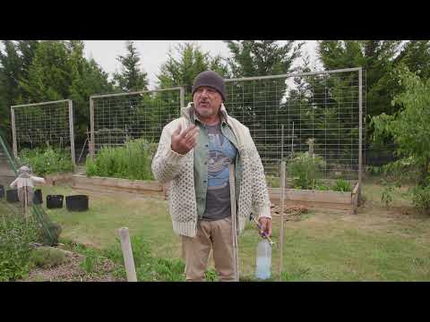 Video: Septoria na listovima paradajza: Savjeti za liječenje pjegavosti listova Septoria