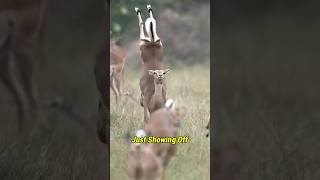 Why Does This Impala Jump So High? 🤔