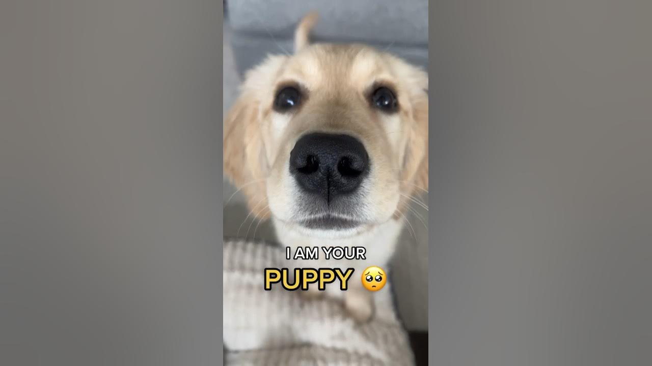 I AM YOUR PUPPY! 🐶 YouTube