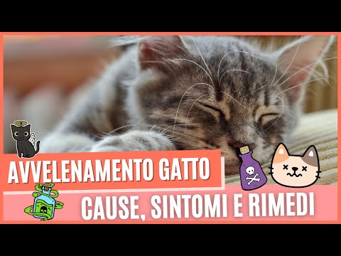 Avvelenamento gatto come capirlo? | Avvelenamento gatto sintomi e cure immediate