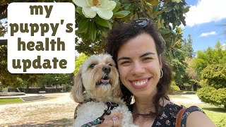 My Puppy's Health Scare after Visiting the Beach | Be Careful!