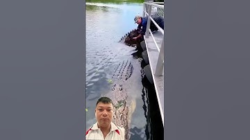 Cá sâu khổng lồ 🐊😱🥵 #crocodile #fishing #casau