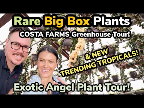 Here It Is! Rare Big Box Plants Costa Farms Greenhouse Tour - Exotic Angel Plant Collection