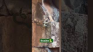 Snake se apne bacche ko bachati hui lizard ? lizard vs snake fight #shorts #animals #viral #nature