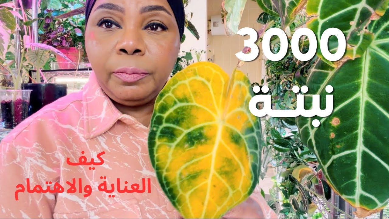 كيف أتعامل مع نباتاتي | إنقاذ وأوراق صفراء