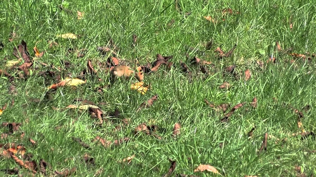 Couple De Huppe Fasciée