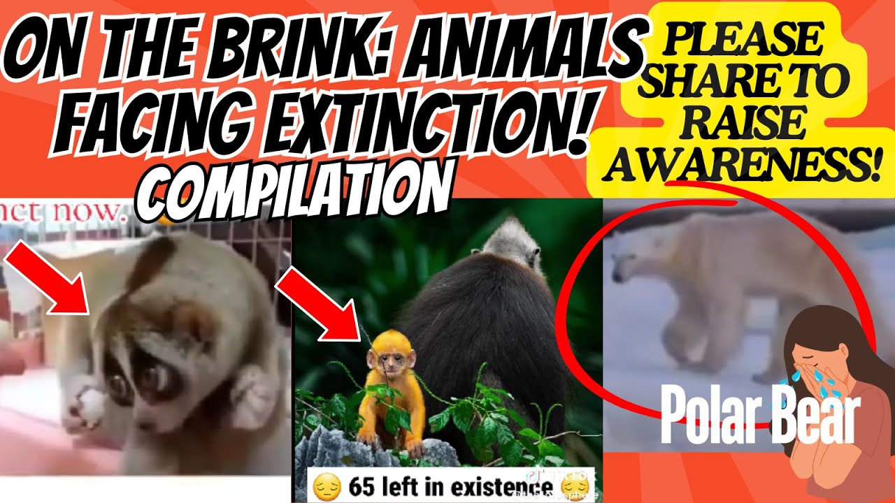 ENDANGERED Species! ANIMALS Facing EXTINCTION! On the BRINK or LAST of ...