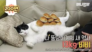Now a cat is even motivating people to diet.